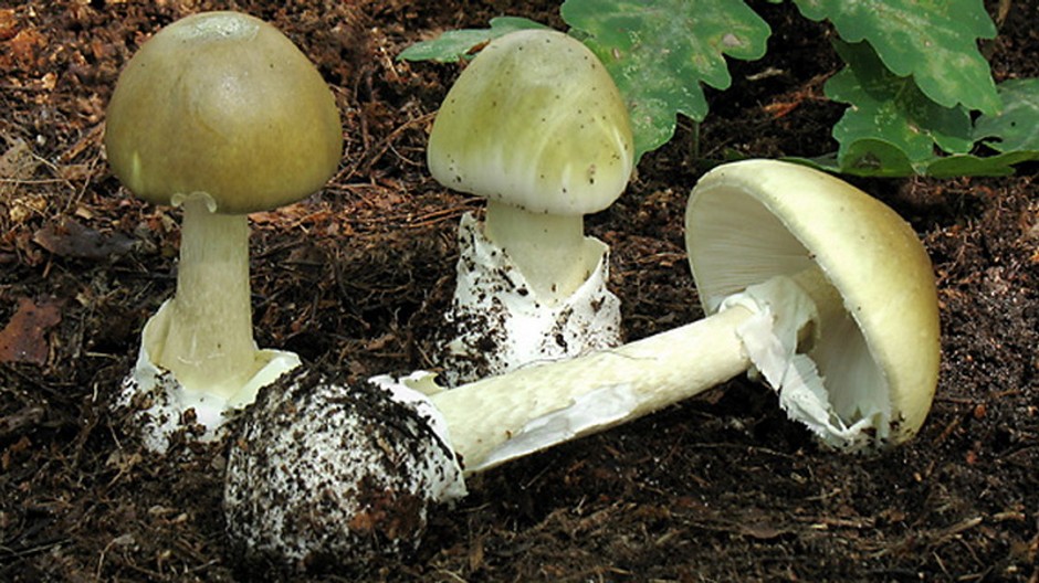 muchotravka zelena-jedovaty hrib