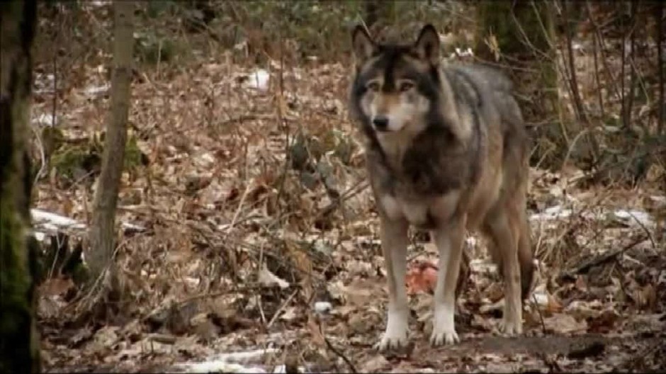 Vlci zahnali jelenicu k domu starostu, tu zdochla100
