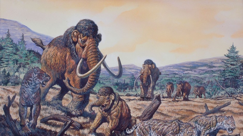 mamuty, tigre, ilustračná snímka