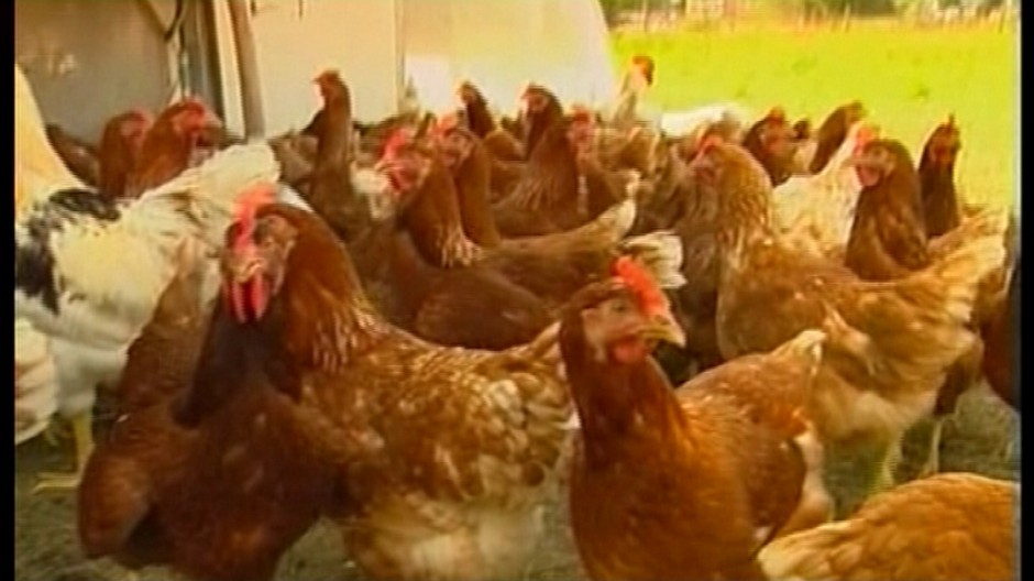 kurence, ilustračná foto