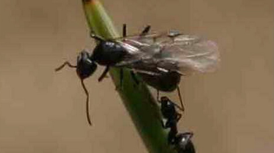 okridleny agresivny mravec