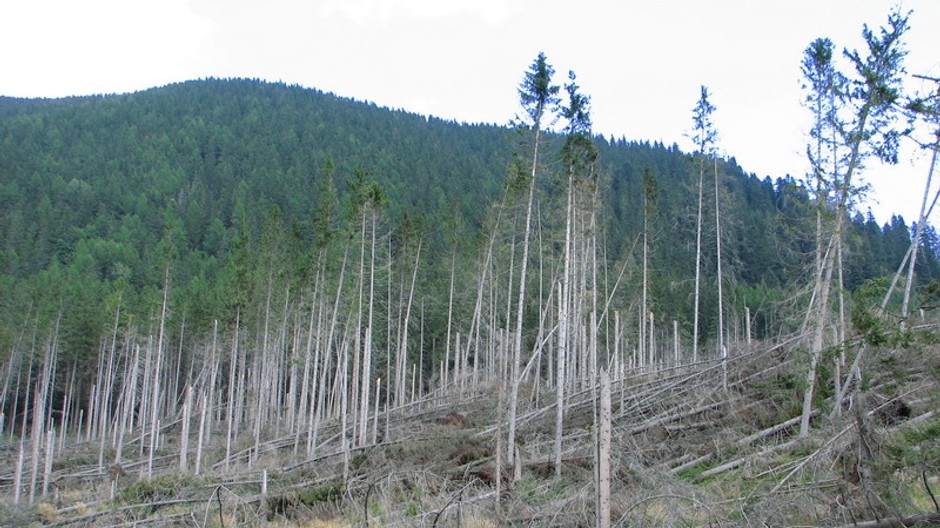 tatry kalamita stromy padnute