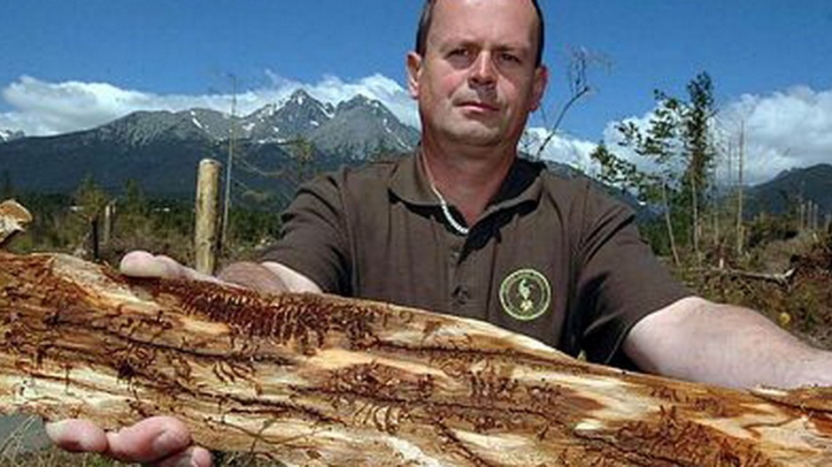 Ján Ferenčík ukazuje drevo napadnuté lykožrútom