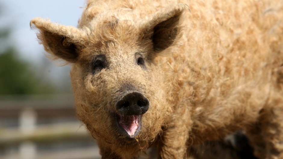 kucerave prasiatko, prasa, tvarou