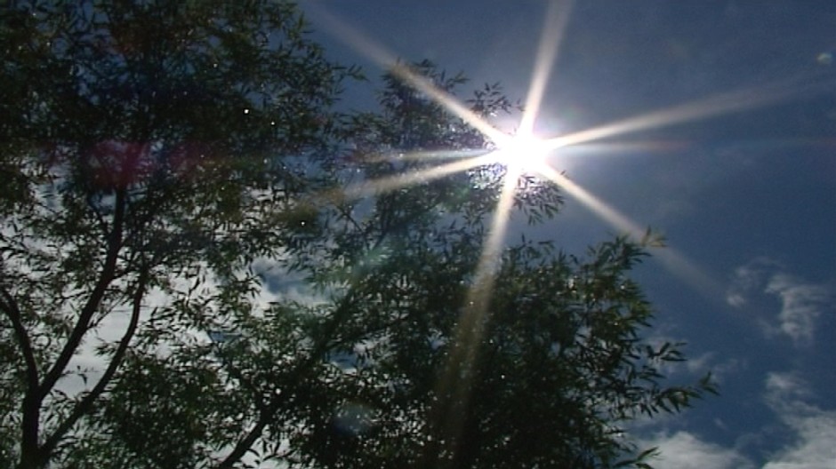 slnko medzi stromami