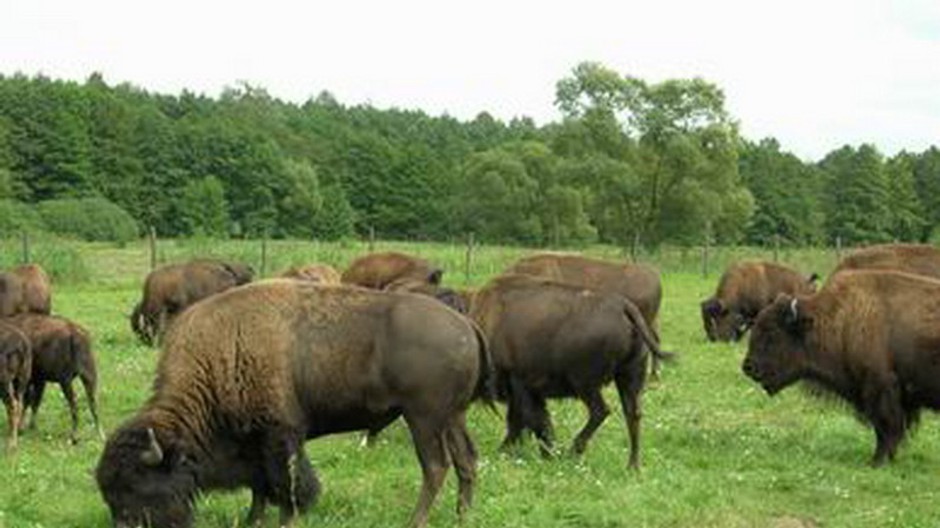 Proti lovu bizónov sa zniesli protesty