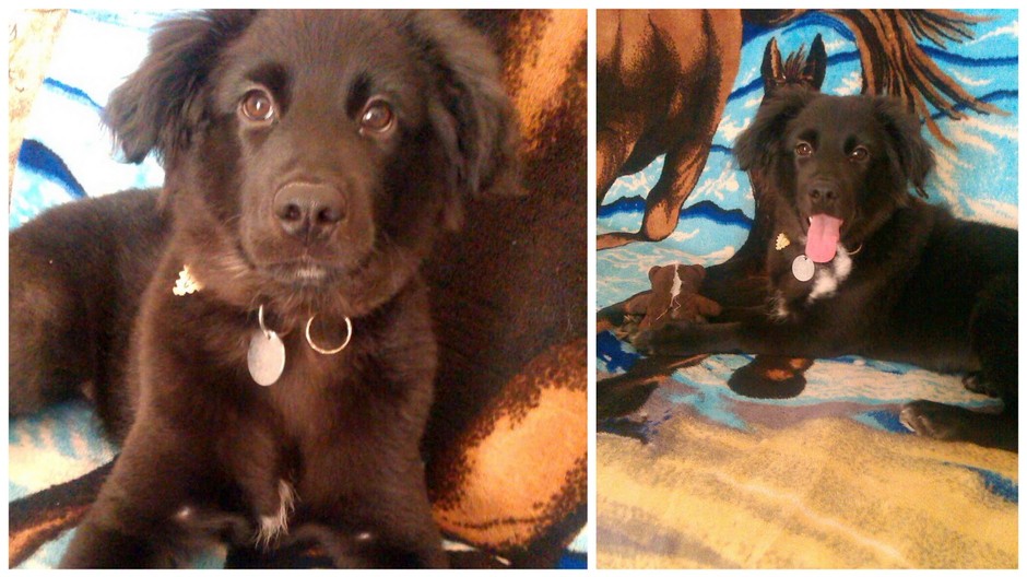 Kríženec labradora psík stratený Nitrianske Pravno