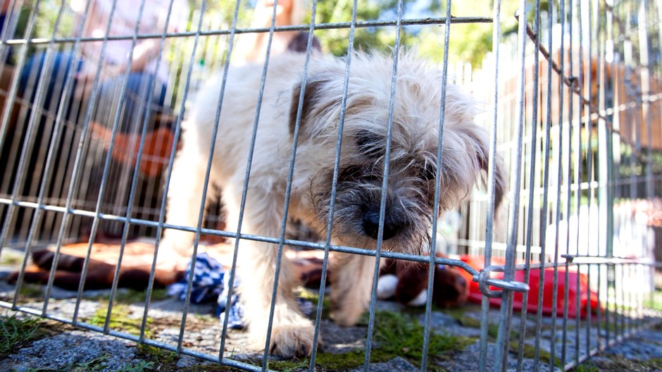 pes, klietka, ilustračné foto