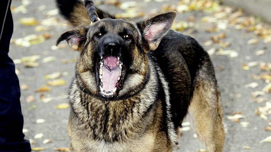 vlčiak otvorená papuľa