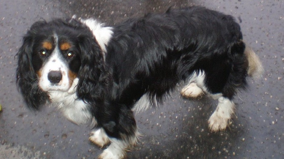 Počas Silvestra sa nám stratil psík v obci Bžany v okrese Stropkov v blízkom okolí Domaše-Valkov.Je rasy Cavalier King Charles španiel, počúva na meno Juky a je trochu plachý.Ak ho niekto videl alebo sa ho ujal boli by sme veľmi radi ak by ste nás kontakt