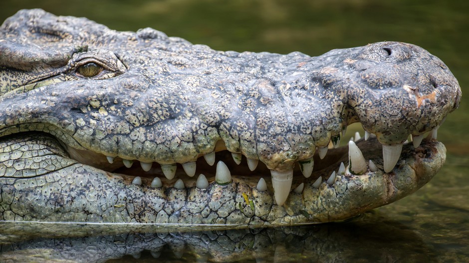 big-crocodile-national-park-kenya-africa 