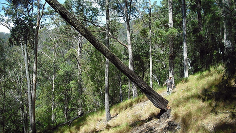 Strom padajúci, les, napílený kmeň, drevorubač