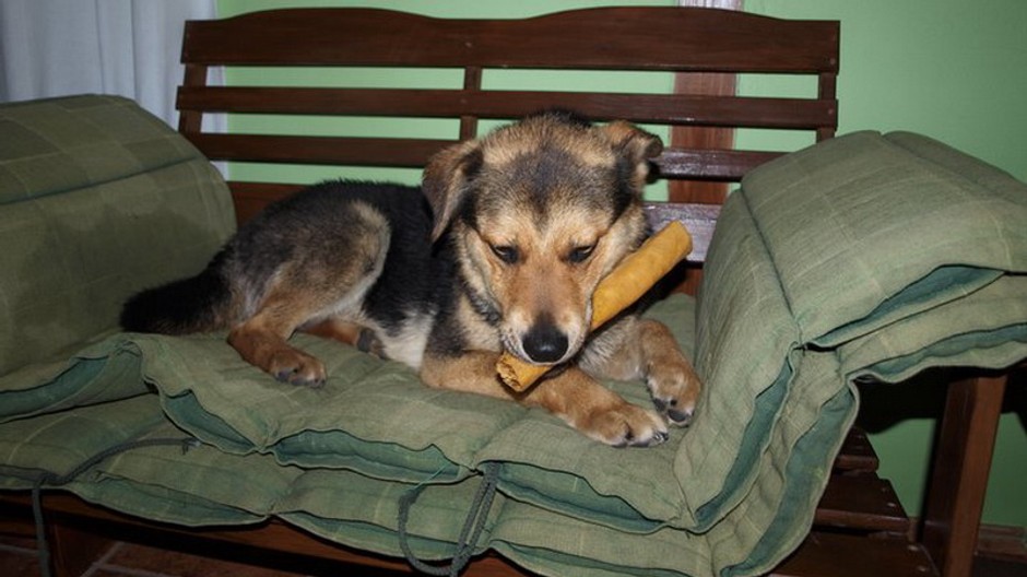 Rexík v novom domove