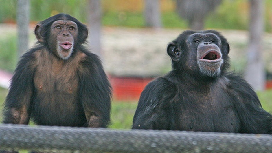 Šimpanzy majú menší zmysel pre spravodlivosť ako človek - avšak v rámci "vrabca v hrsti"