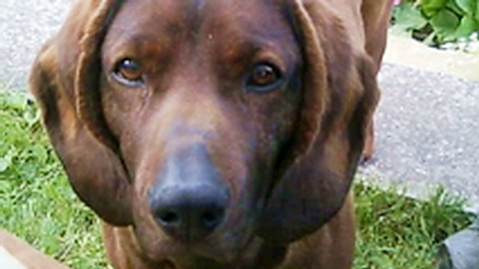 Strata fenky bavorského farbiara v Hruštíne, okr. Námestovo