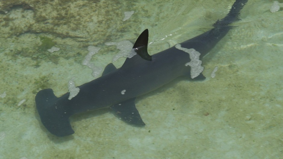 hammerhead-shark