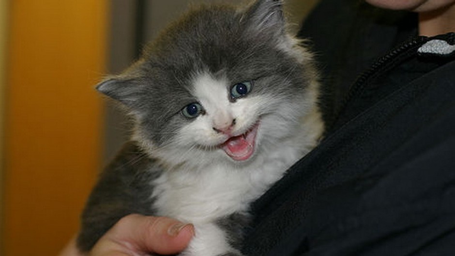 Sivo - biele mača v náručí