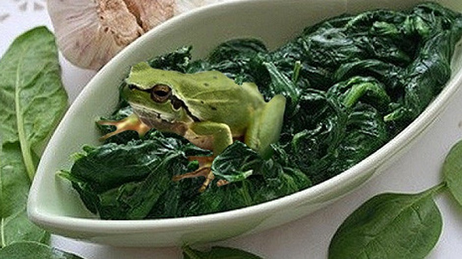 zaba v spenate/ilustrak