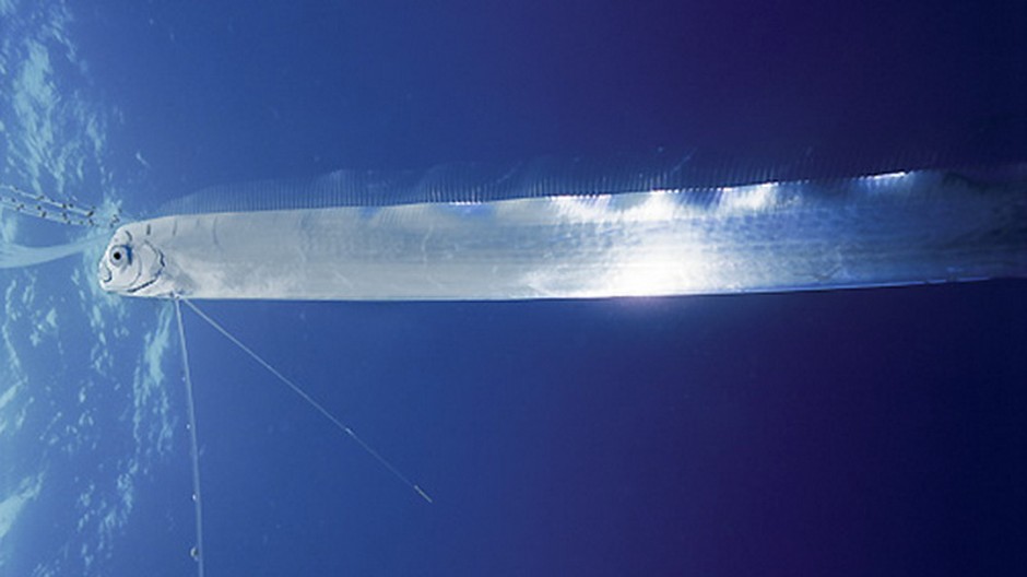 podmorska ryba druhu Regalecus glesne, ako rura