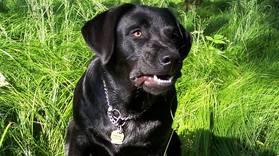 Hugo slepecký pes sa stratil, čierny labrador