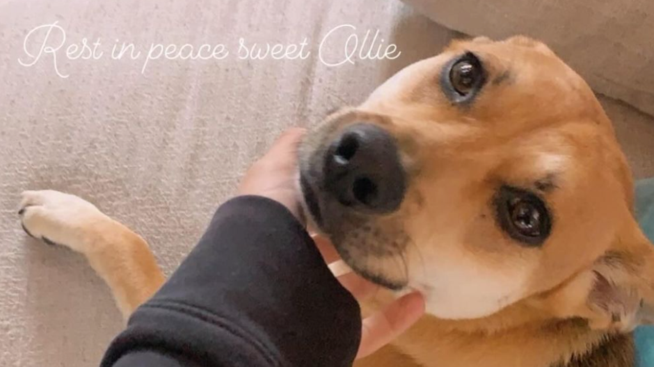 Pes herečky Angie Harmon