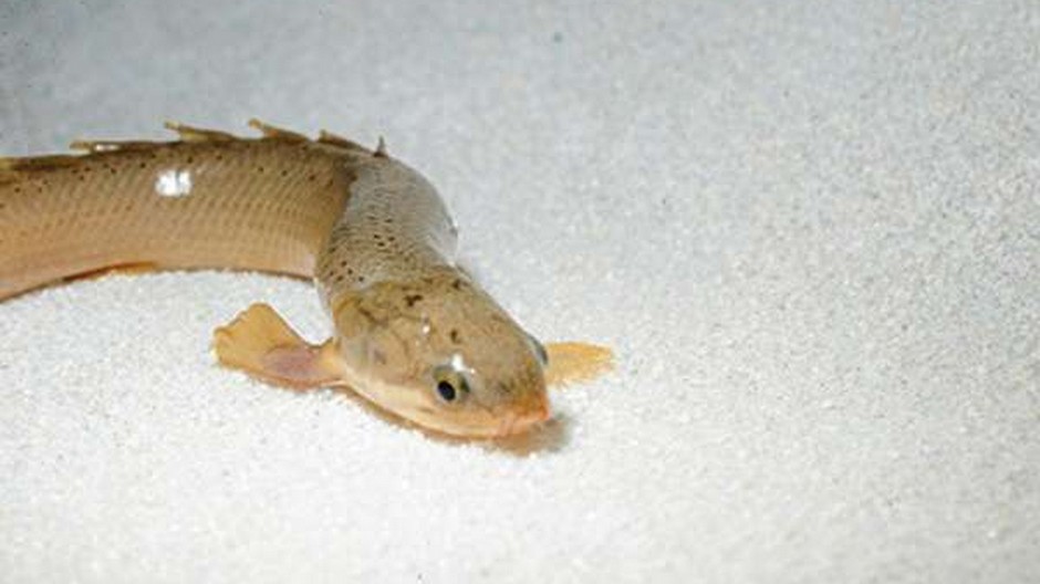 Senegal bichir - naučte svoju rybu chodiť