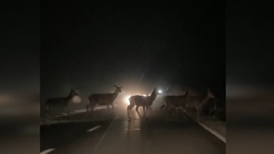 srnky diva zver cesta