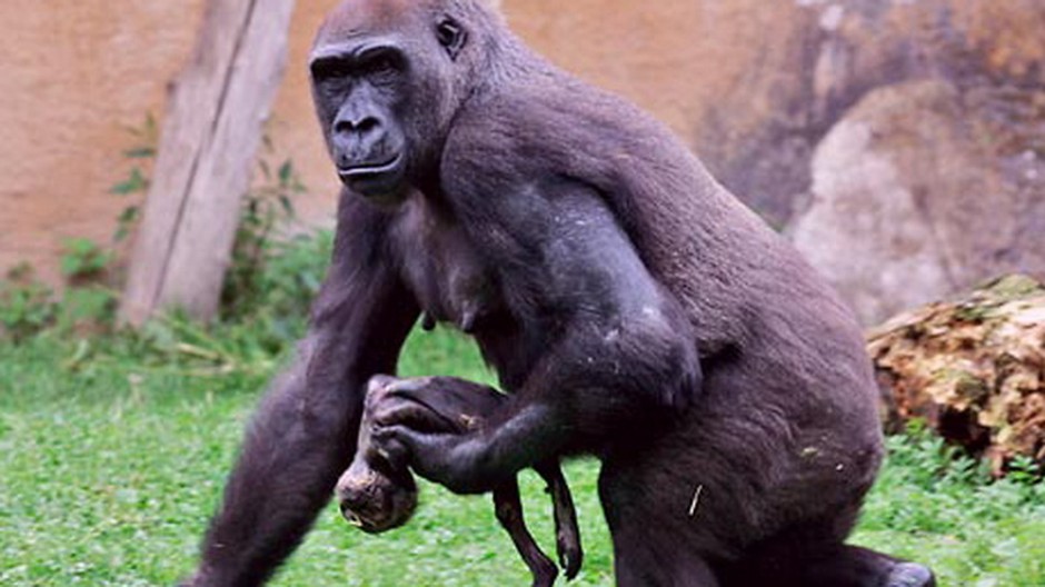 gorila gana s mrtvym mladatkom