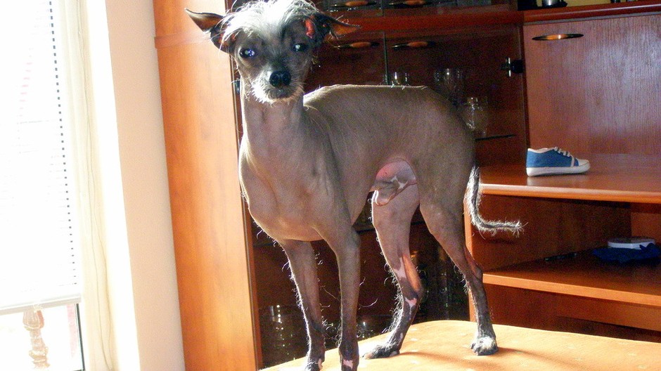 Čínsky naháč pes psík stratený feďo krasňany žilina