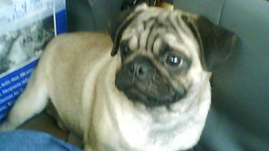 Strateny psík- mopsík Benny