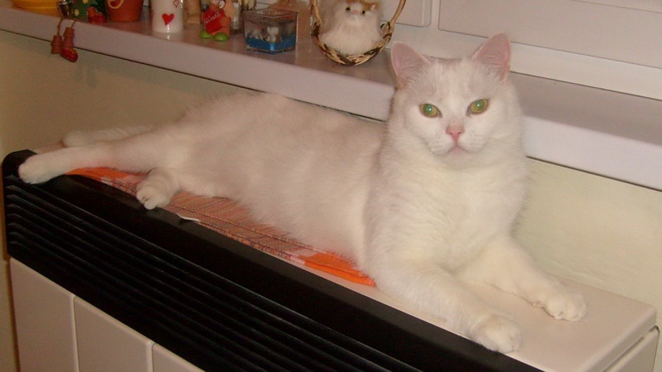 Stratený kocúr Félix