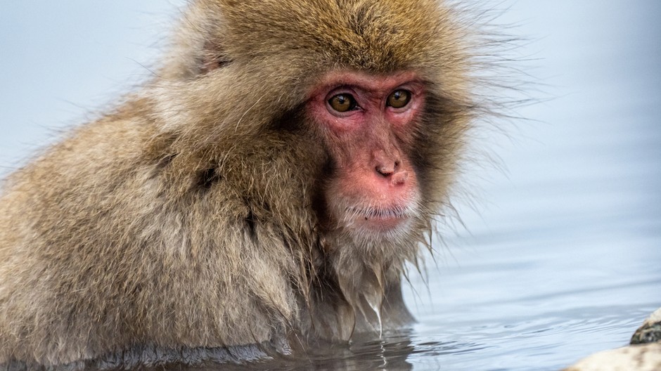 portrait-shot-adult-japanese-macaque-water 