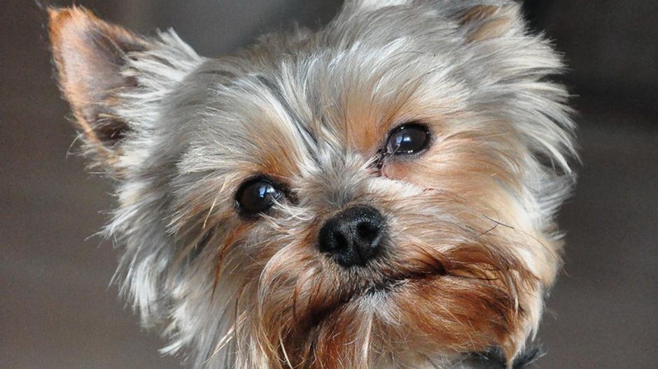 Ashley, stratený psík v Liptovskej Teplej