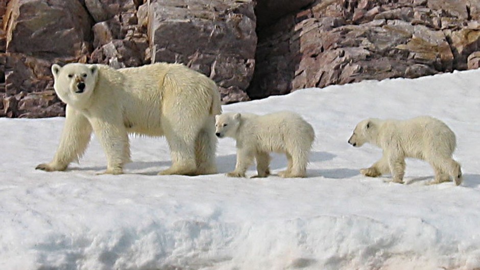 ladovy medved a dve mladata