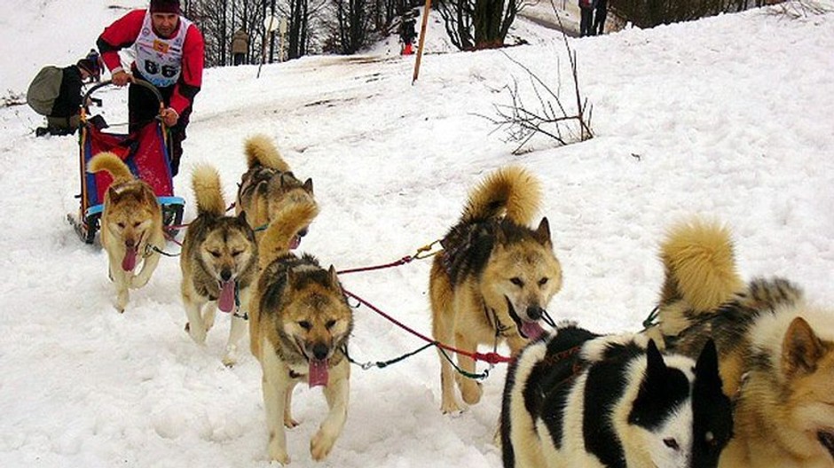 Donovaly - psie záprahy