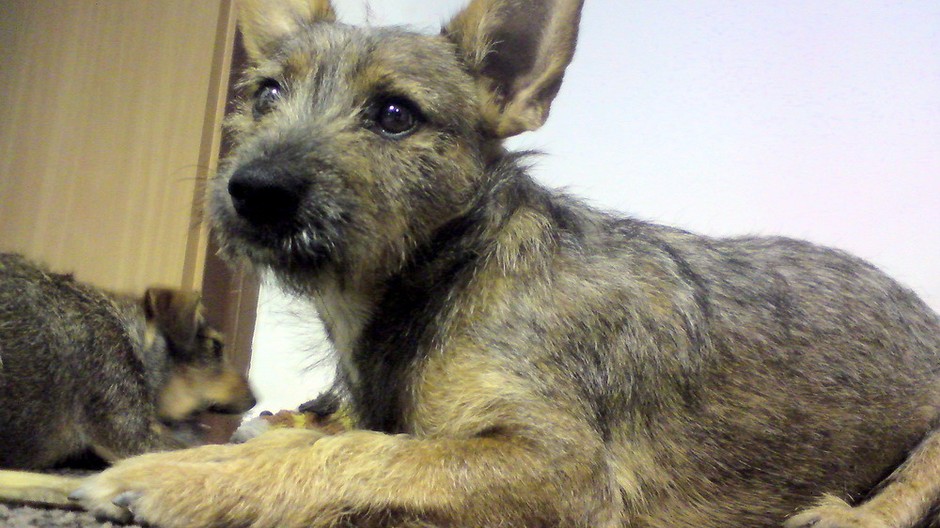 V Bratislave sa stratil psík, prosím pomôžte, odmena istá