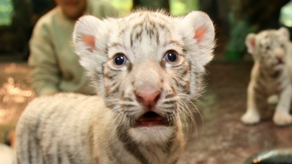 maly tiger prekvapeny