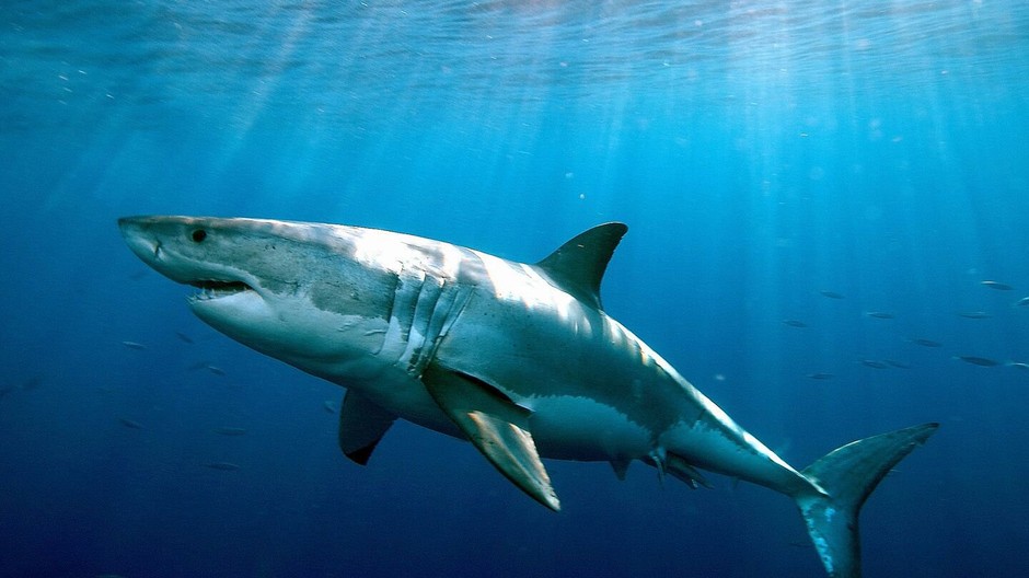 žralok modrý_cover