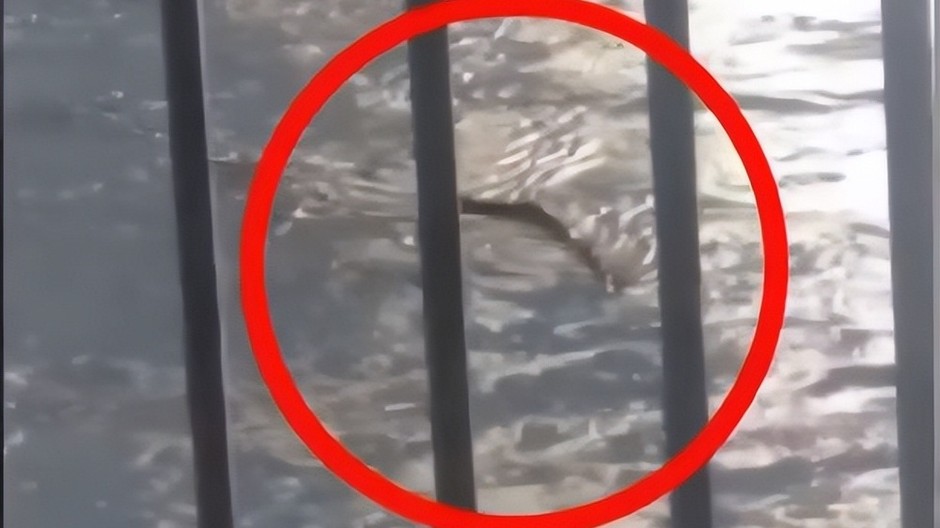 záhadný-tvor-v-rieke-v-soule