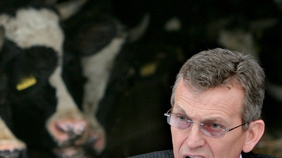 jurena v pozadi krava