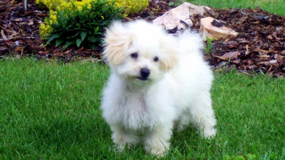 Pes šteniatko sučka fenka stratený Revúca