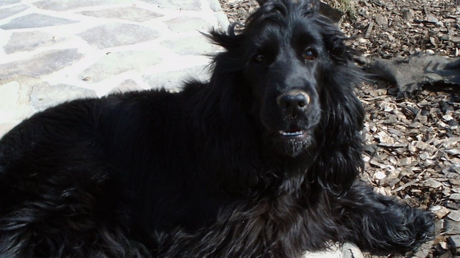 Ebina_anglický kokeršpaniel_stratený