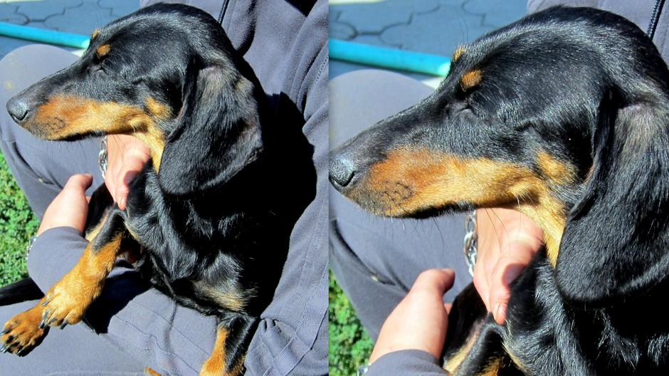 jazvečík fenka stratená