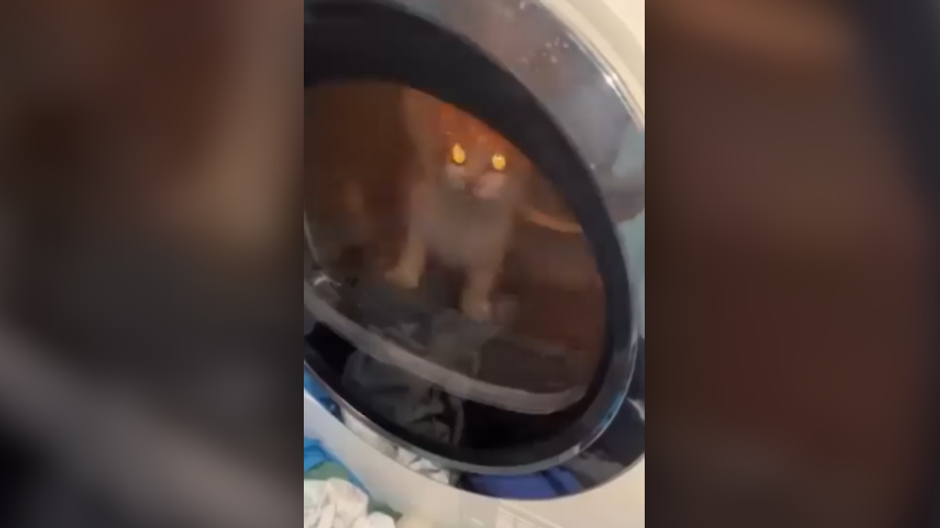 Mačička v sušičke