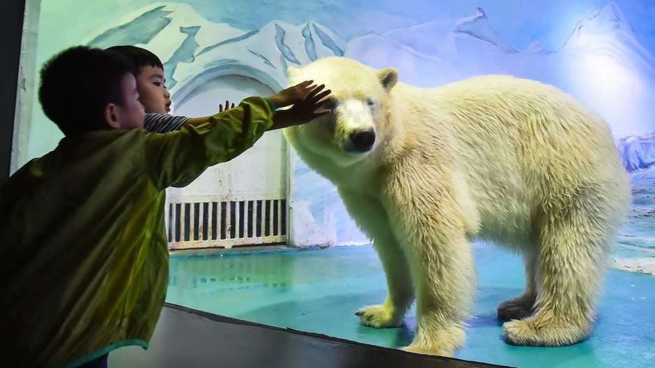 Polárna medvedica Pizza