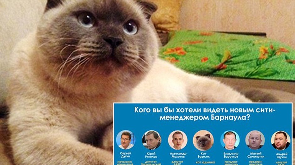 Kocúr Barsik koláž