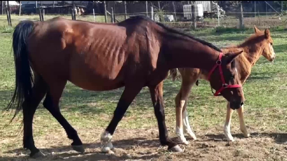 [multi] súd zastrelené kone 1019