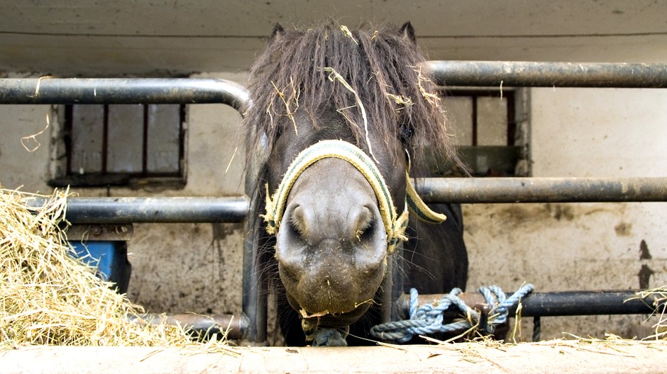 poník stajňa ilustračné foto
