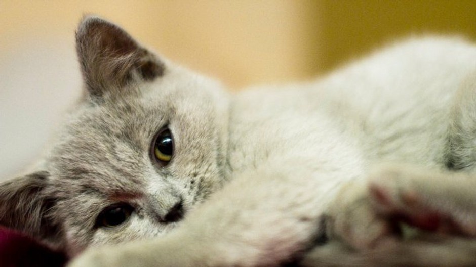 Prosím Vás všetkých o pomoc.

Prosím pomôžte mi pri hľadaní britského mačiatka. Má 4 mesiace, asi 40cm a je celé sivé. Oči
má zeleno-hnedé. Keď sa mi stratila nemala žiaden obojok ani iné znamenie.
Volá sa Amélia, je prítulná a hravá. Je to bytové mač