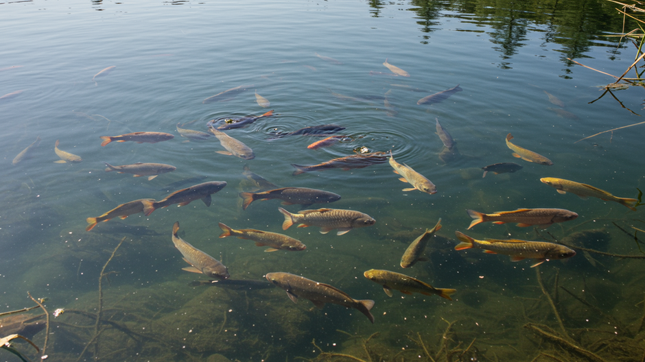 Ryby v jazere